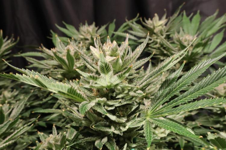 Zamnesia Black Diamond Auto. Week 18