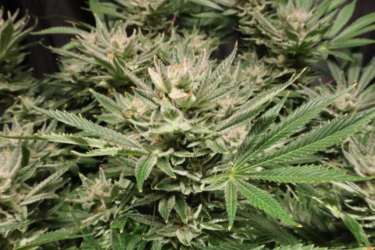 Zamnesia Black Diamond Auto. Week 18