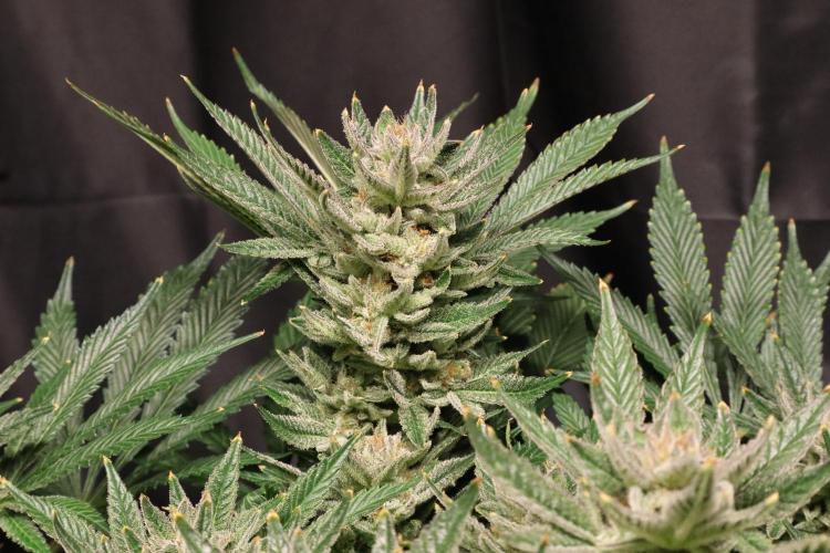 Zamnesia Black Diamond Auto. Week 18
