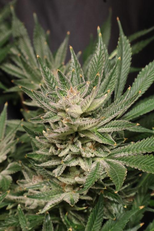 Zamnesia Black Diamond Auto. Week 18
