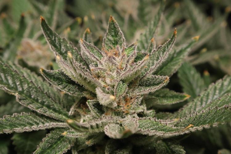 Zamnesia Black Diamond Auto. Week 18