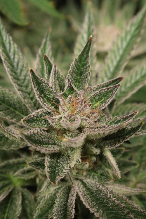Zamnesia Black Diamond Auto. Week 18