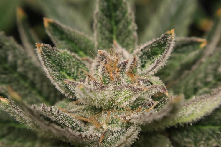 Zamnesia Black Diamond Auto. Week 18