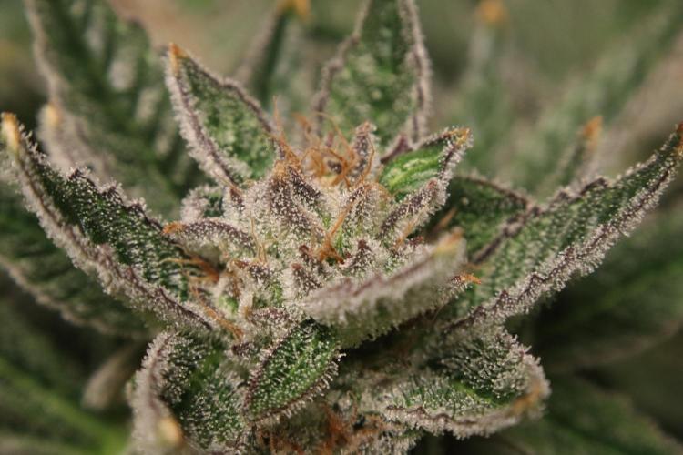 Zamnesia Black Diamond Auto. Week 18