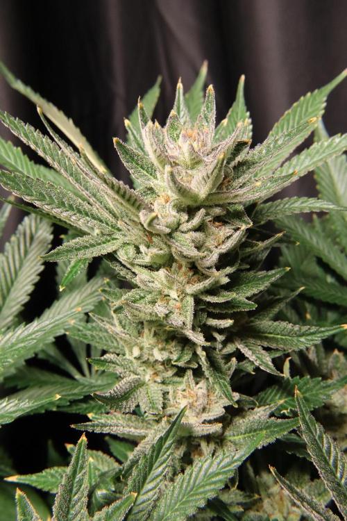 Zamnesia Black Diamond Auto. Week 18