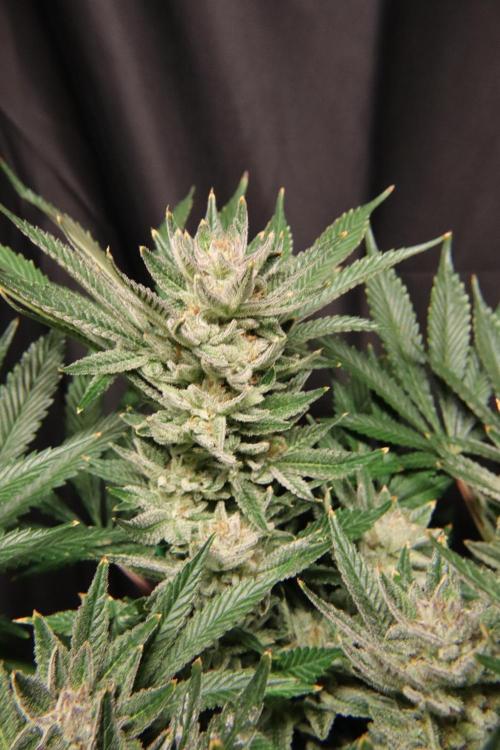 Zamnesia Black Diamond Auto. Week 18