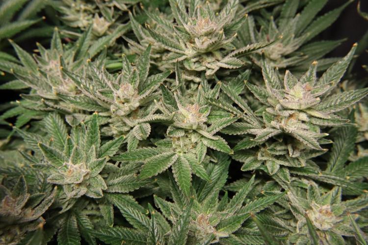 Black Diamond Automatic. Week 18