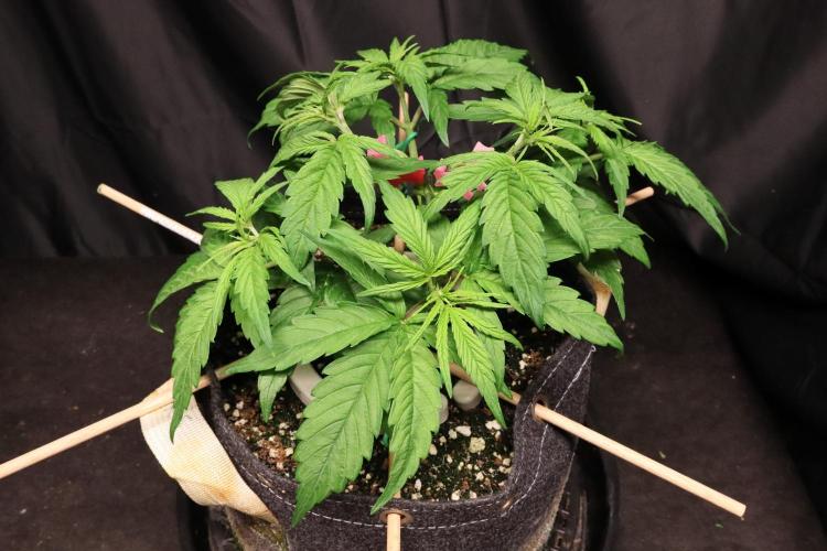 Green Goblin. Week 5