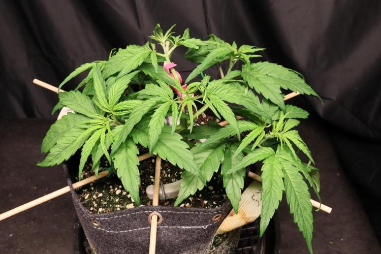 Green Goblin. Week 5