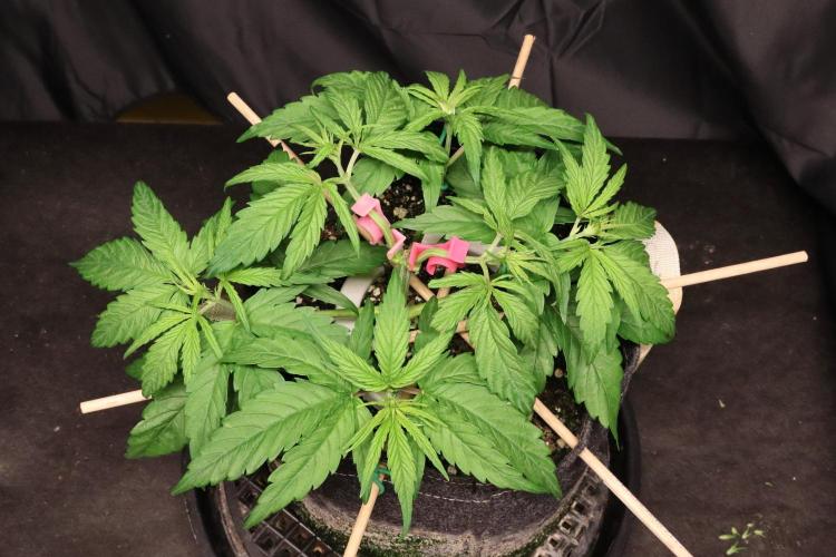 Green Goblin. Week 5