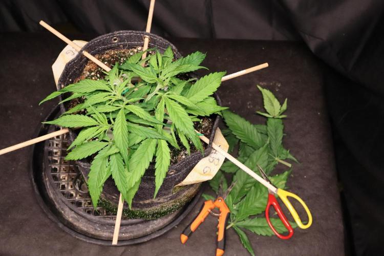 Hindu Kush Zamnesia. Week 5