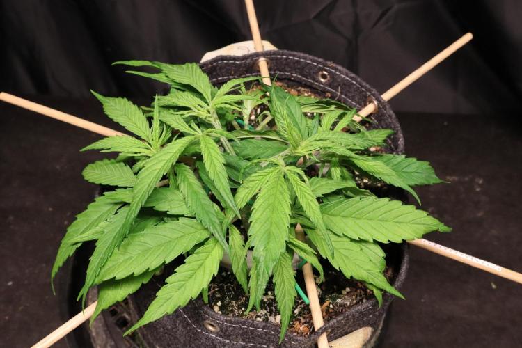 Hindu Kush Zamnesia. Week 5