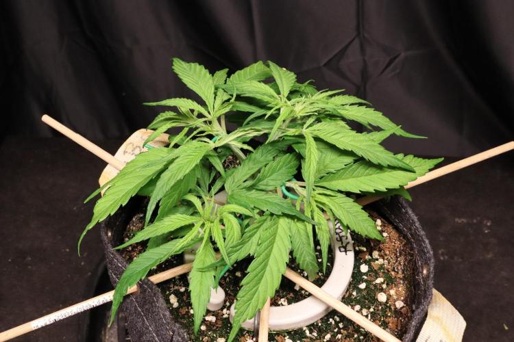 Hindu Kush Zamnesia. Week 5
