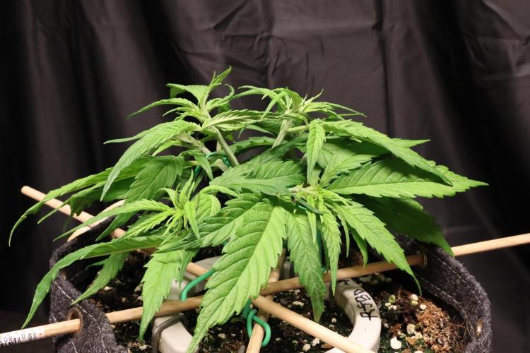 Hindu Kush Zamnesia. Week 5