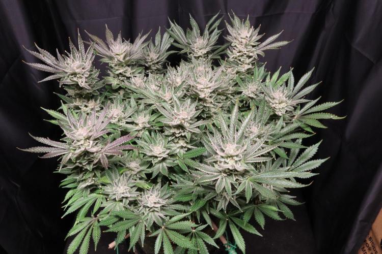 Zamnesia Black Diamond Auto. Week 19