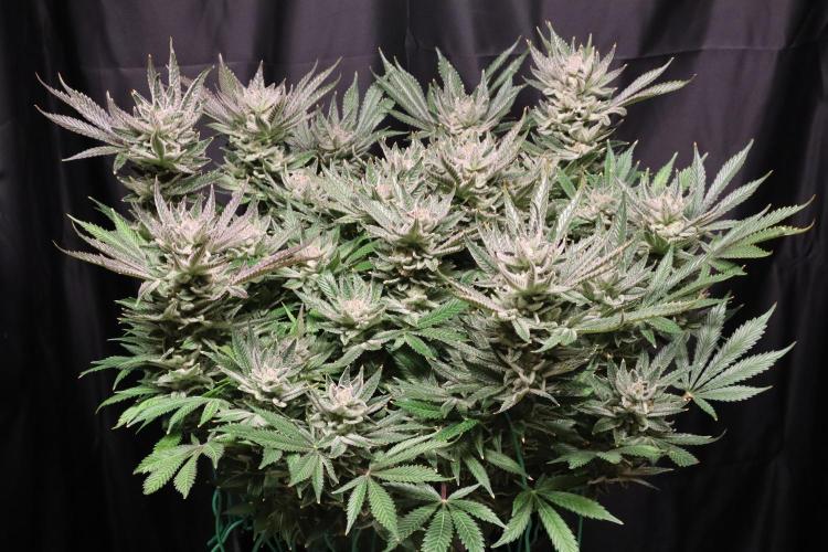 Zamnesia Black Diamond Auto. Week 19