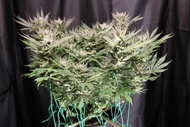 Zamnesia Black Diamond Auto. Week 19