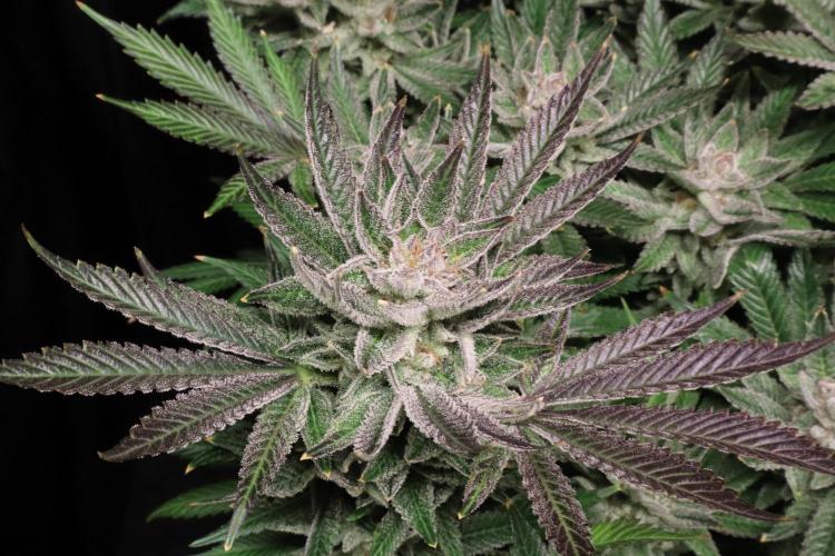 Zamnesia Black Diamond Auto. Week 19