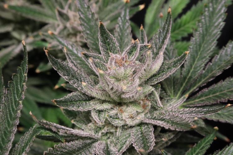 Zamnesia Black Diamond Auto. Week 19