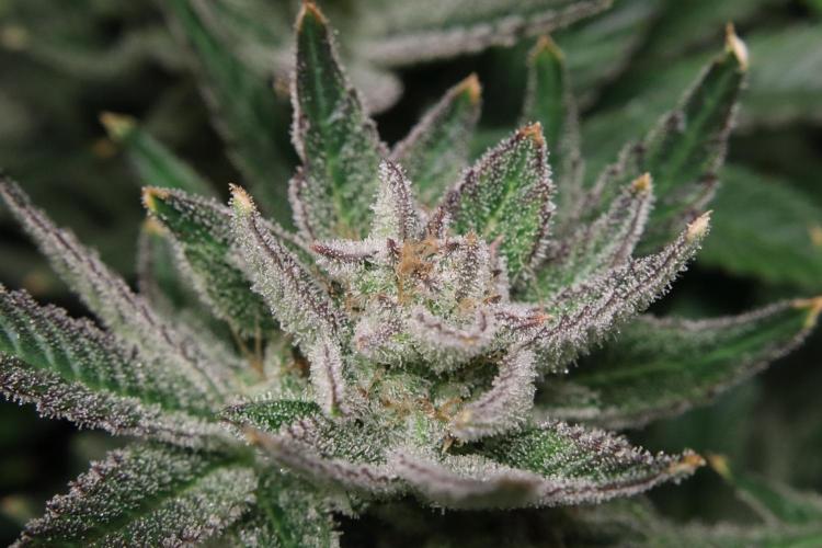 Zamnesia Black Diamond Auto. Week 19