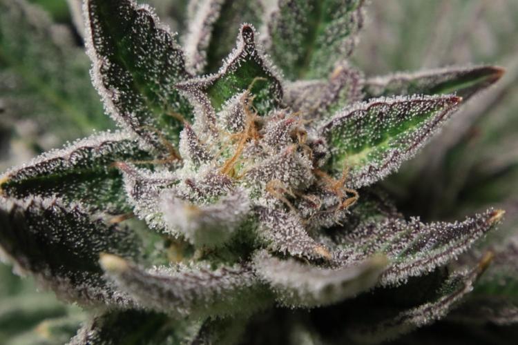 Black Diamond Automatic. Week 19
