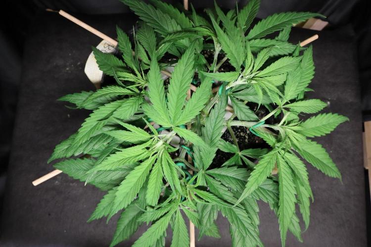 Hindu Kush Zamnesia. Week 6