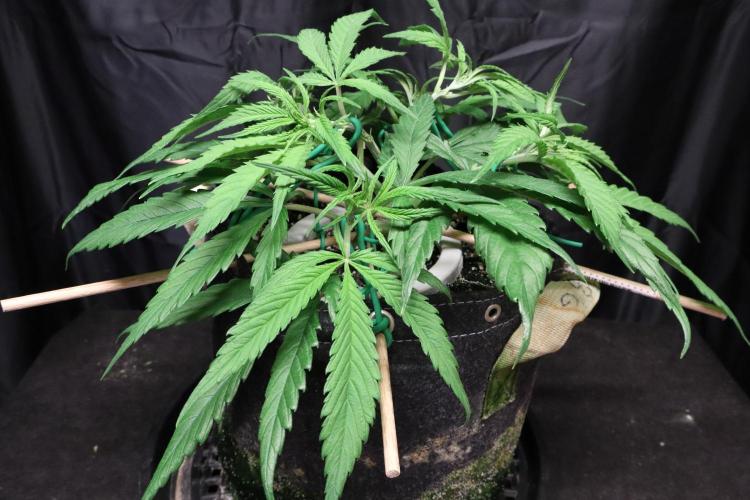 Hindu Kush Zamnesia. Week 6