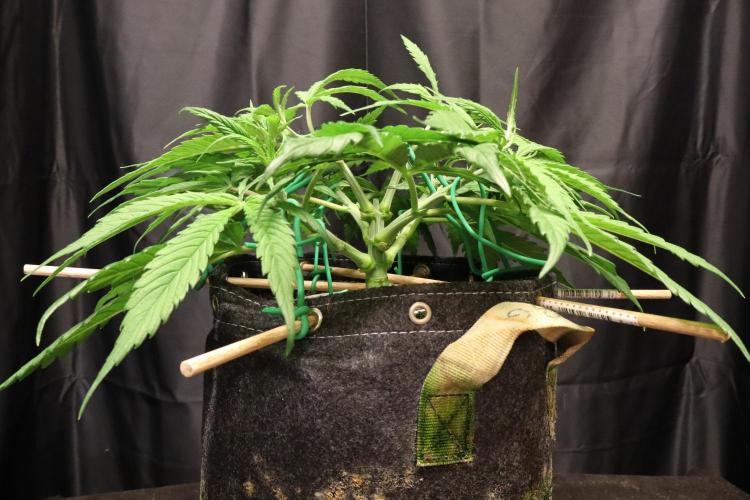 Hindu Kush Zamnesia. Week 6