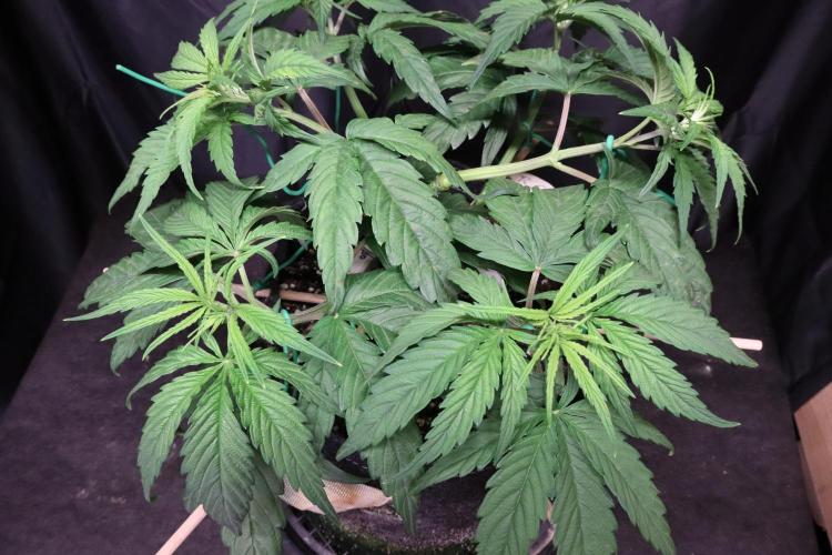 Green Goblin. Week 6