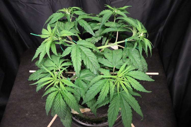 Green Goblin. Week 6