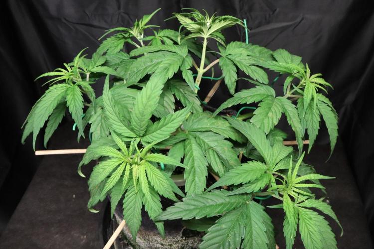 Green Goblin. Week 6