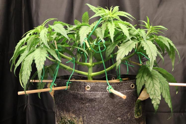 Green Goblin. Week 6