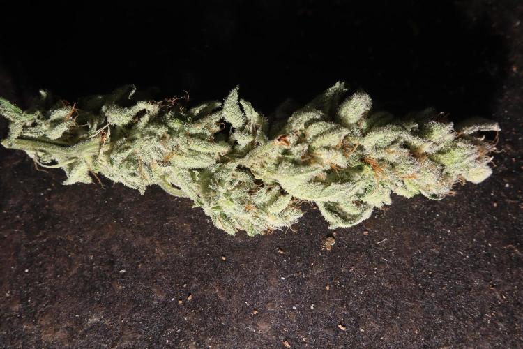 Zamnesia Black Diamond Auto. Week 20