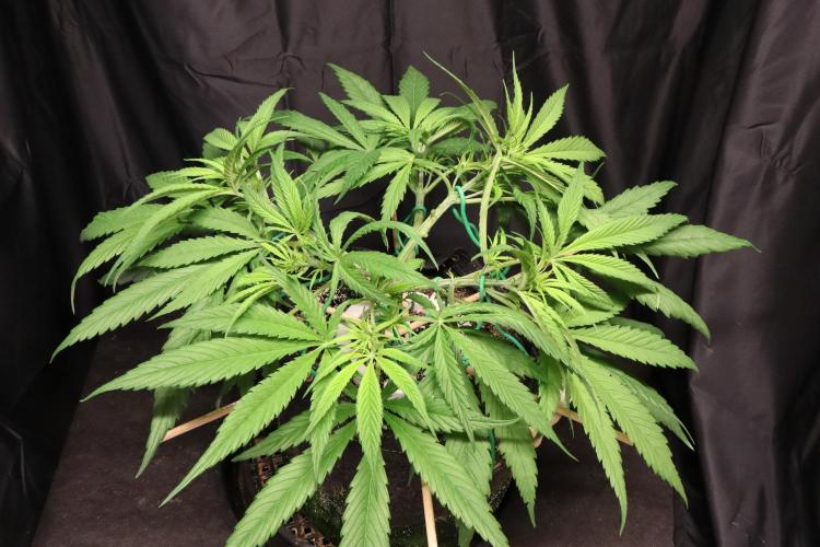 Hindu Kush Zamnesia. Week 7