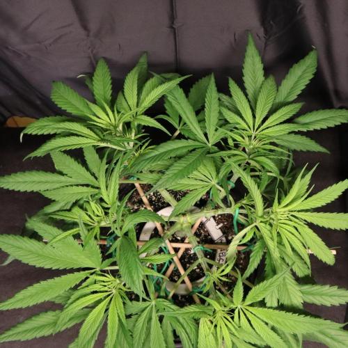 Hindu Kush Zamnesia. Week 7