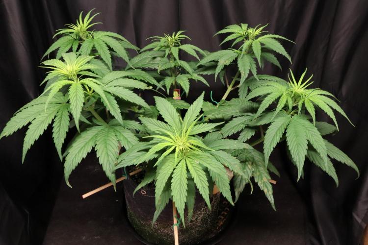 Green Goblin. Week 7
