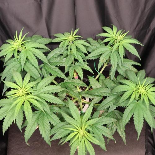 Green Goblin. Week 7