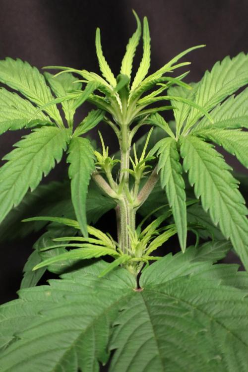 Green Goblin. Week 7
