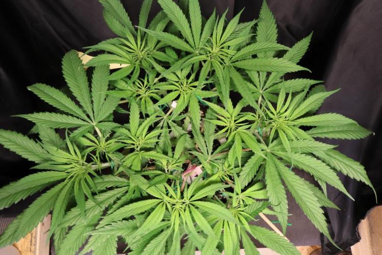 Hindu Kush Zamnesia. Week 8