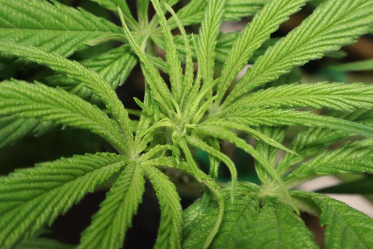 Hindu Kush Zamnesia. Week 8