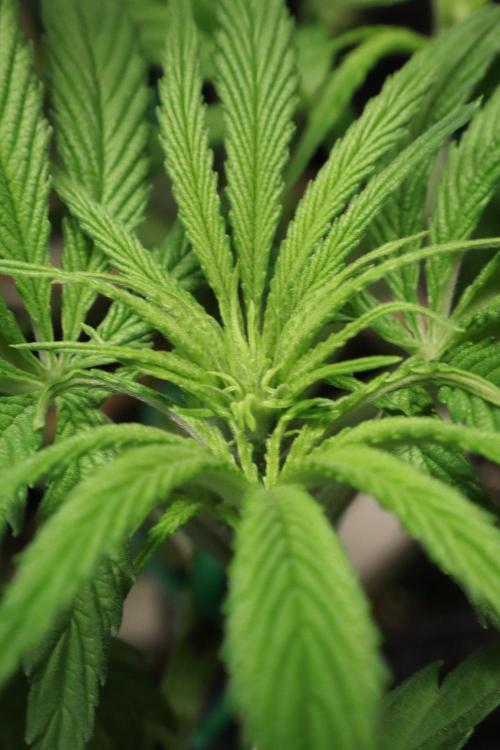 Hindu Kush Zamnesia. Week 8