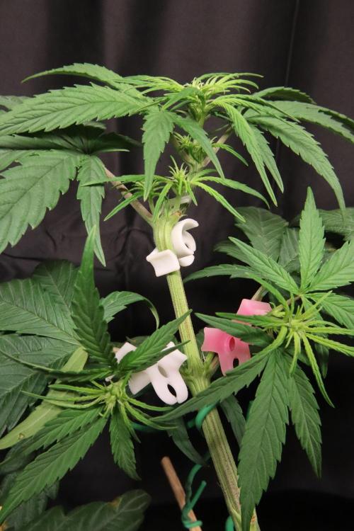 Green Goblin. Week 8