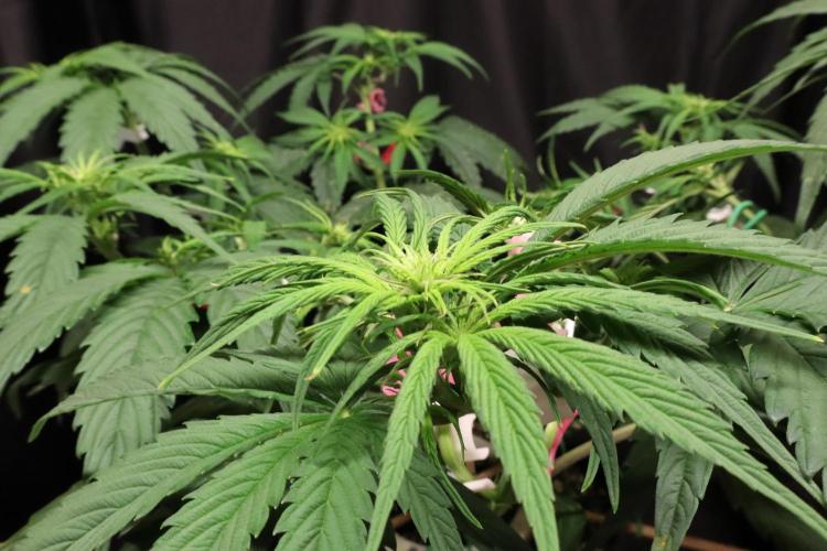 Green Goblin. Week 8