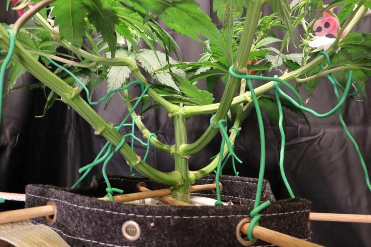 Green Goblin. Week 8