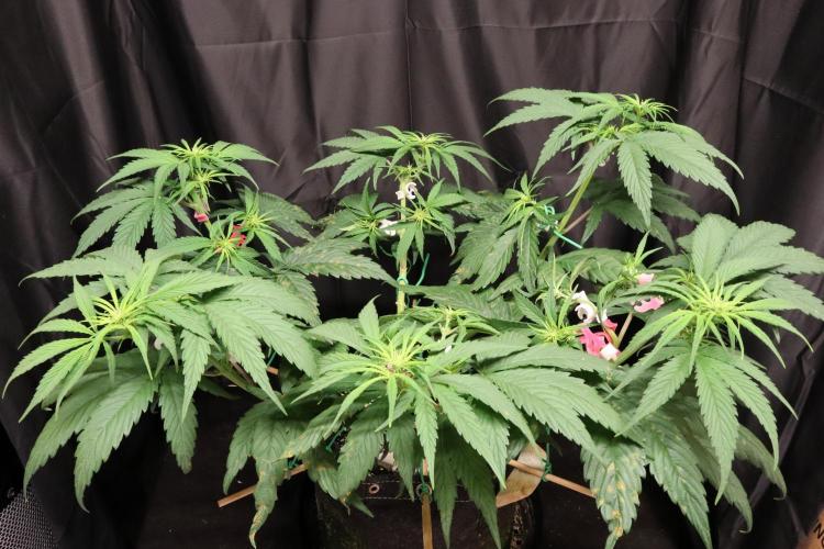 Green Goblin. Week 8