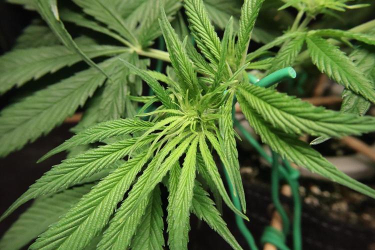 Hindu Kush Zamnesia. Week 9