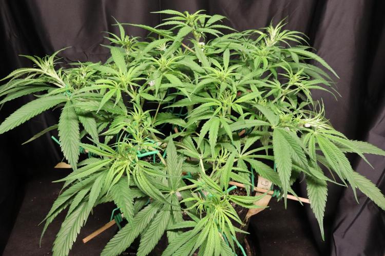 Hindu Kush Zamnesia. Week 9