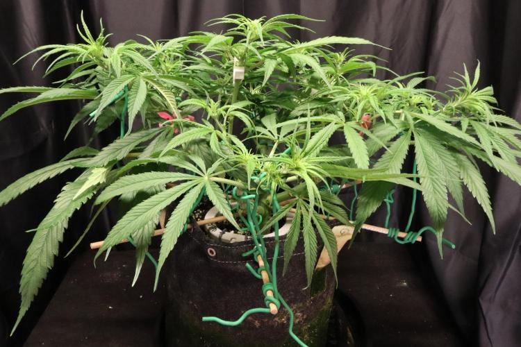Hindu Kush Zamnesia. Week 9