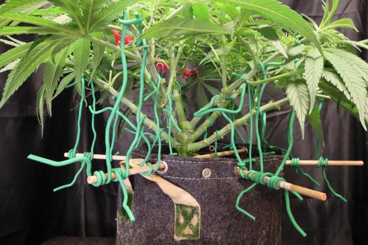 Hindu Kush Zamnesia. Week 9