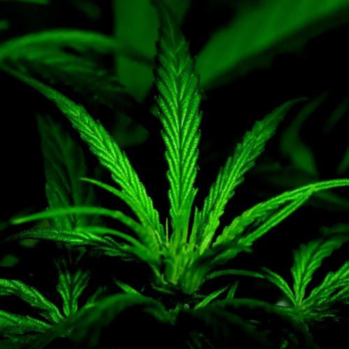 Hindu Kush Zamnesia. Week 9